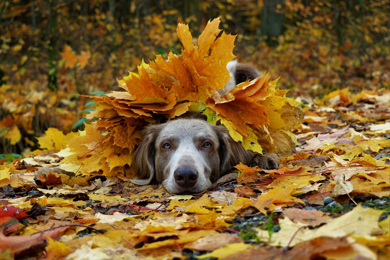 Preparing Your Pet for Fall Allergies and Hazards: Tips for a Comfortable Season