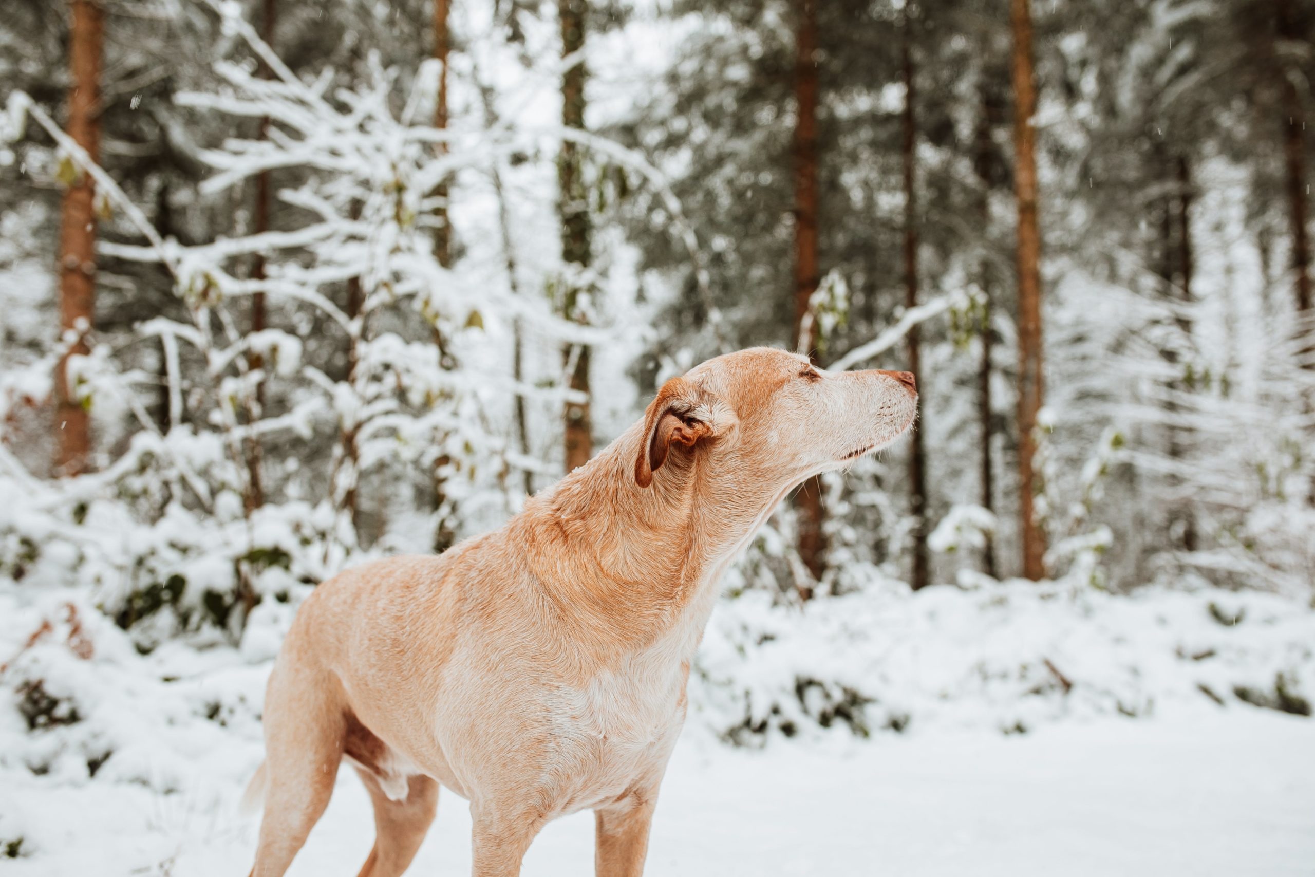 Keeping Pets Safe During Winter: Cold Weather Tips for Cats and Dogs