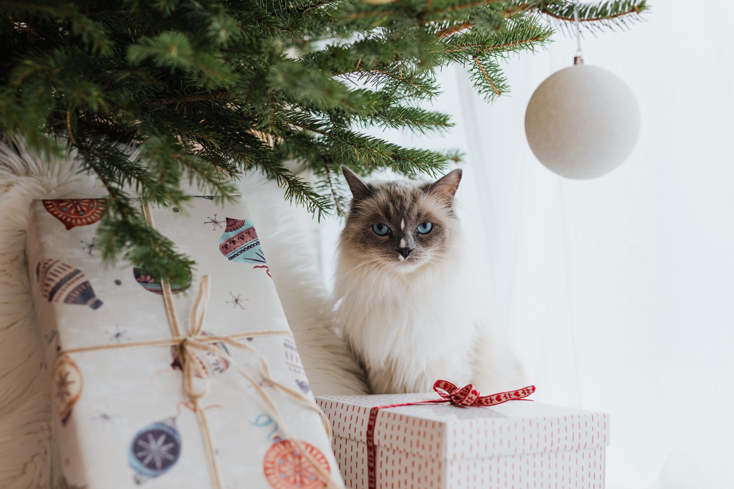 Holiday Hazards: Pet-Proofing Your Home for the Holidays