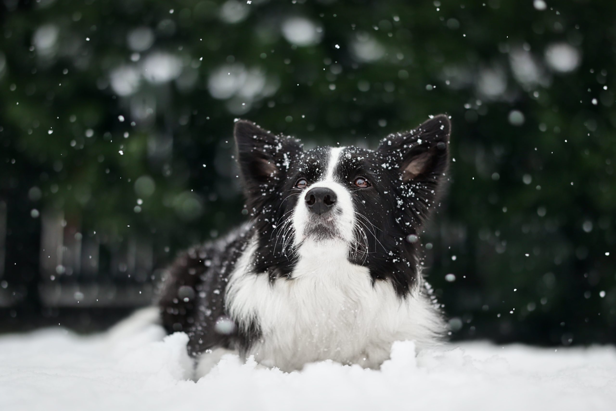 Navigating Winter Wellness: Common Winter Health Issues for Pets in Michigan