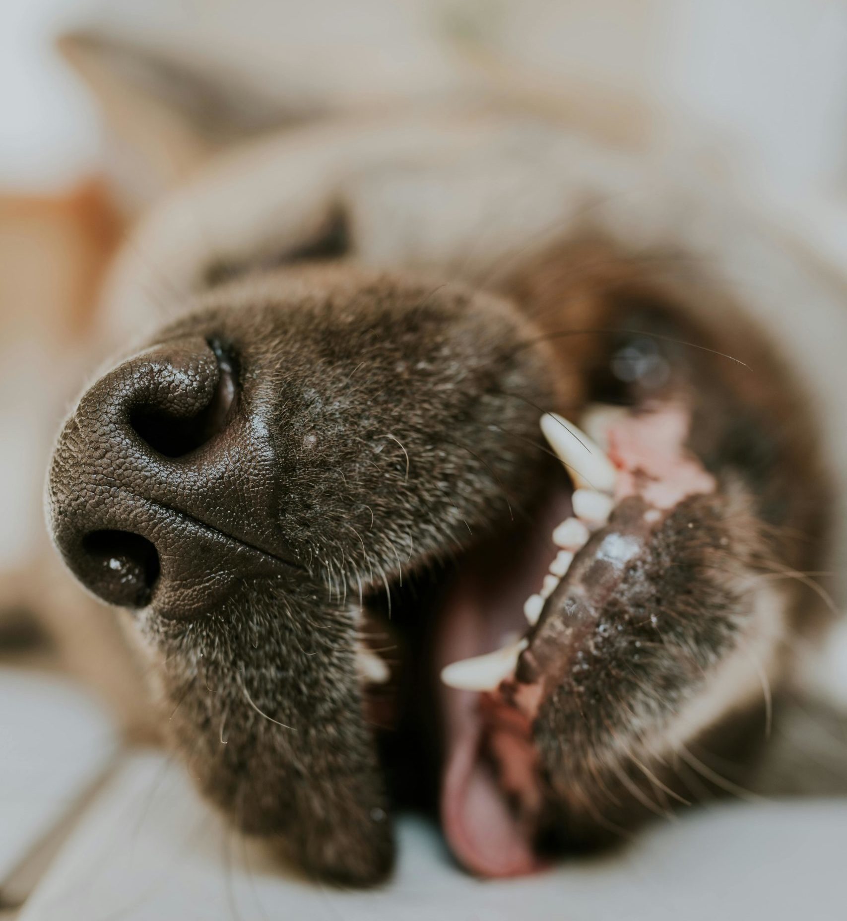 Signs and Stages of Dental Disease in Cats and Dogs: A Guide for Pet Parents