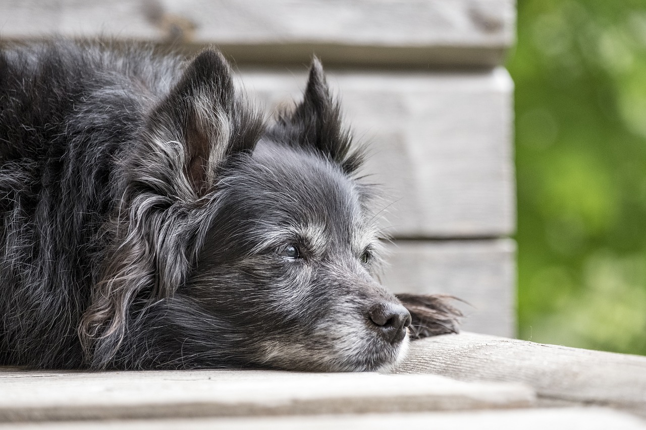 Caring for Senior Pets: Special Considerations and Tips