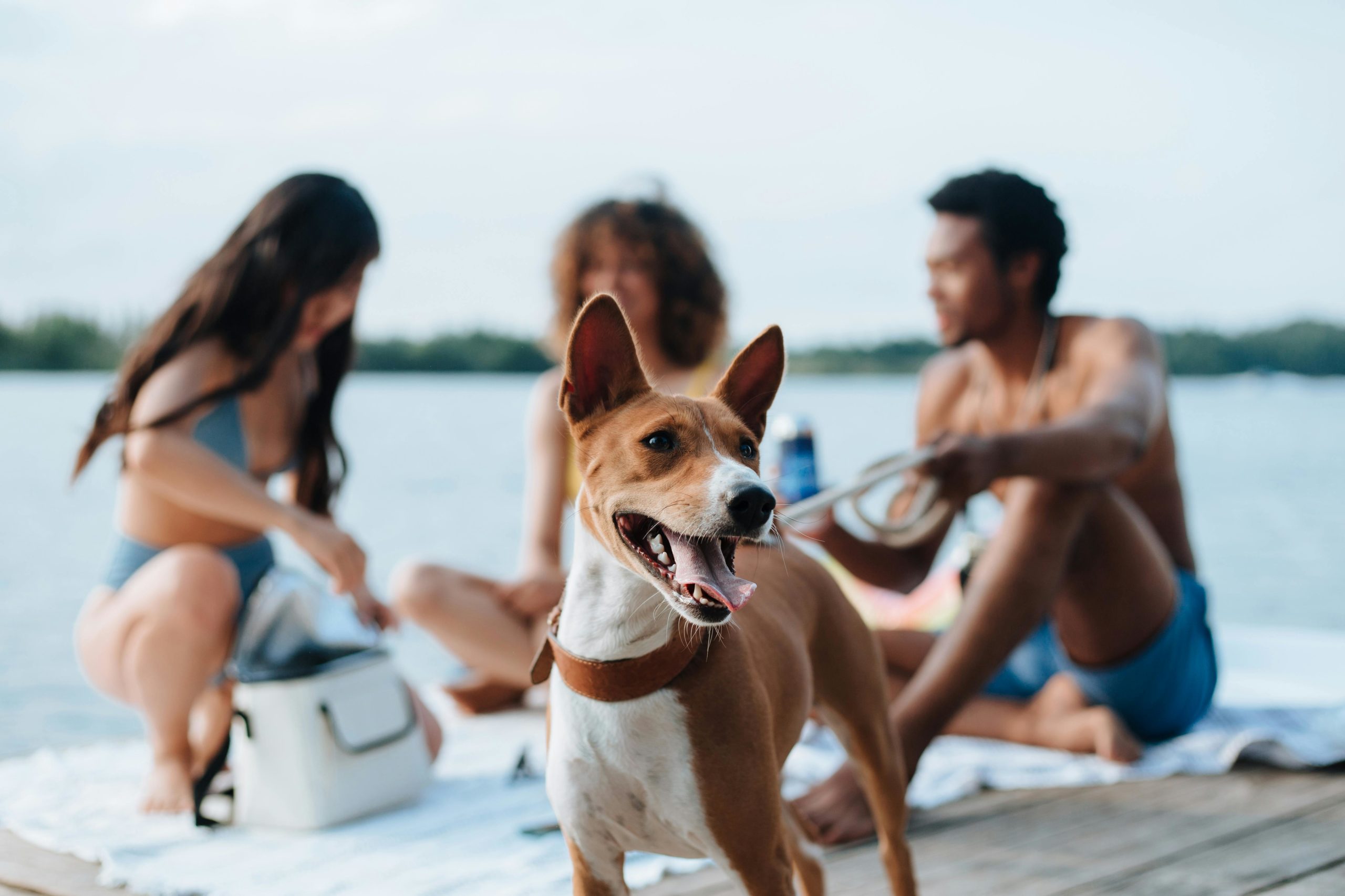 Helping Your Pet Beat the Heat: Summer Safety Tips for Dogs and Cats