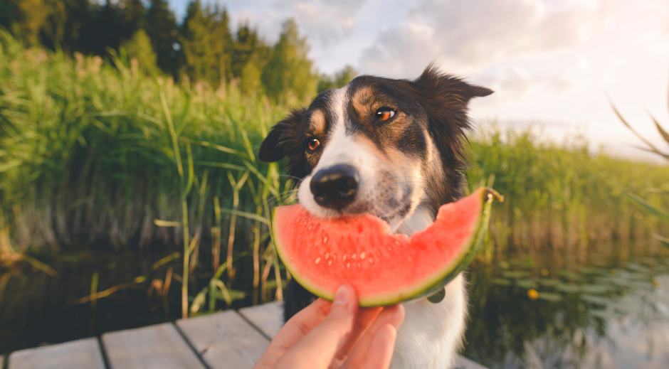 Healthy Summer Eats: Cooling Treats and Nutritional Tips for Your Pets