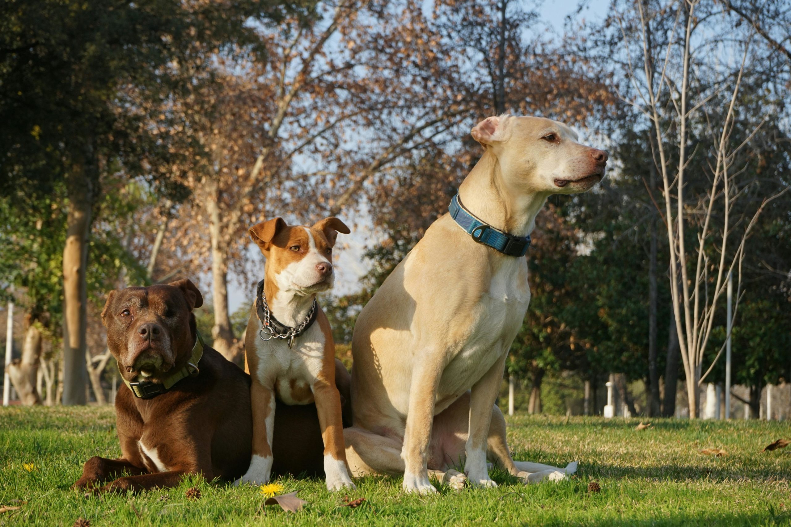 The Truth About Pitbull Temperament: Why They\’re More Than Just Muscle