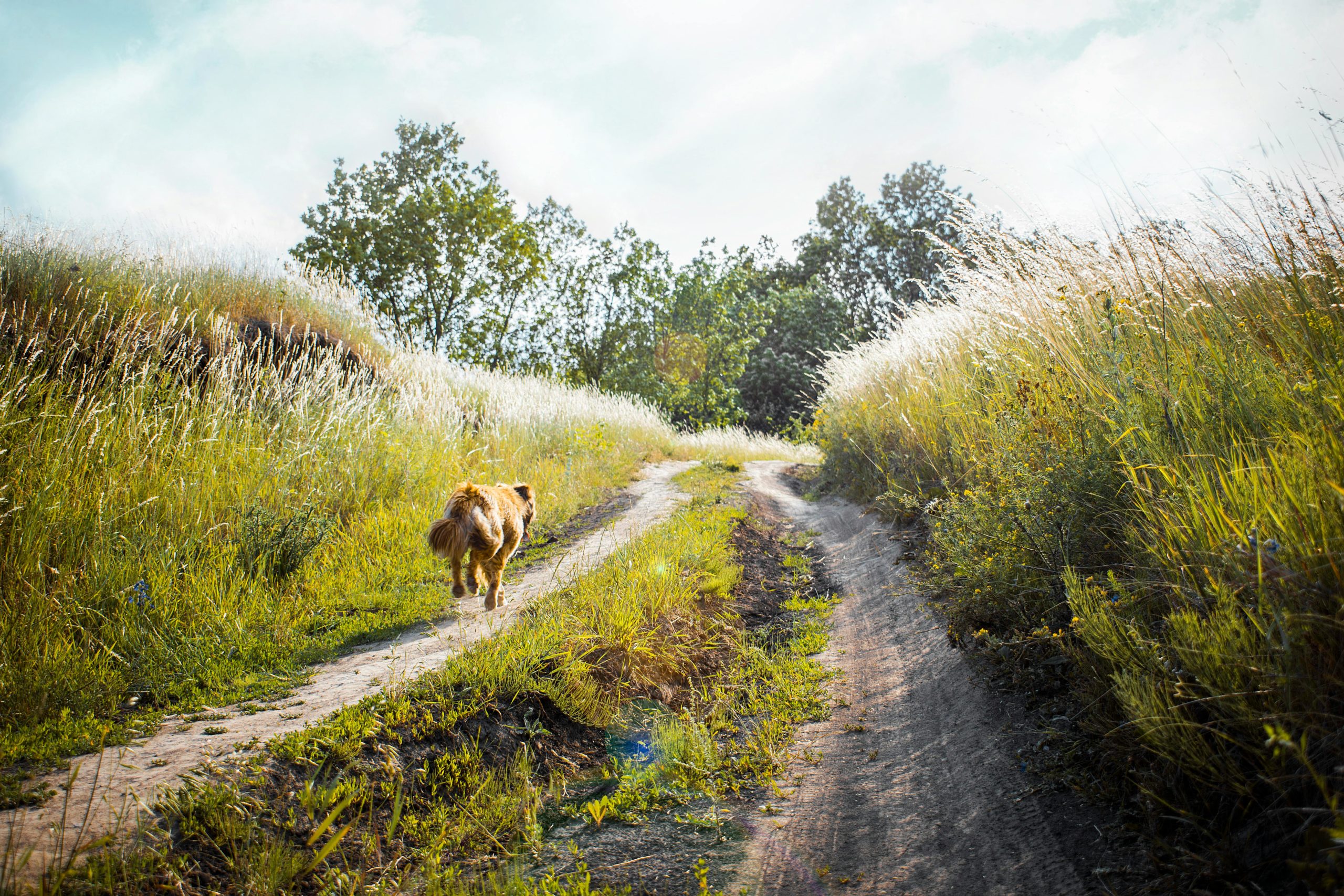 New Year’s Resolutions for Pets and Their Owners: Healthy Habits for 2025