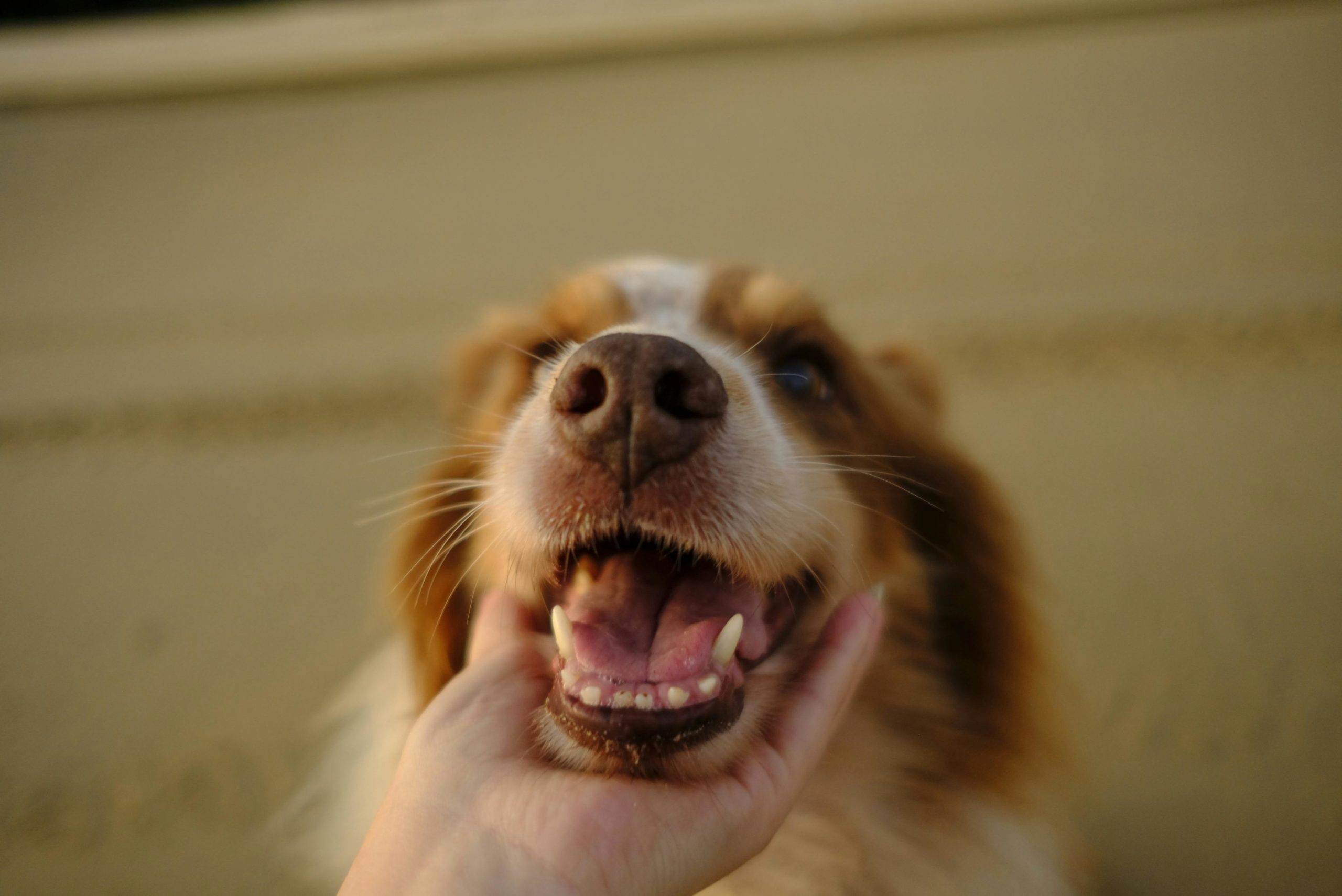 The Hidden Dangers of Pet Dental Disease: Why Regular Checkups Matter