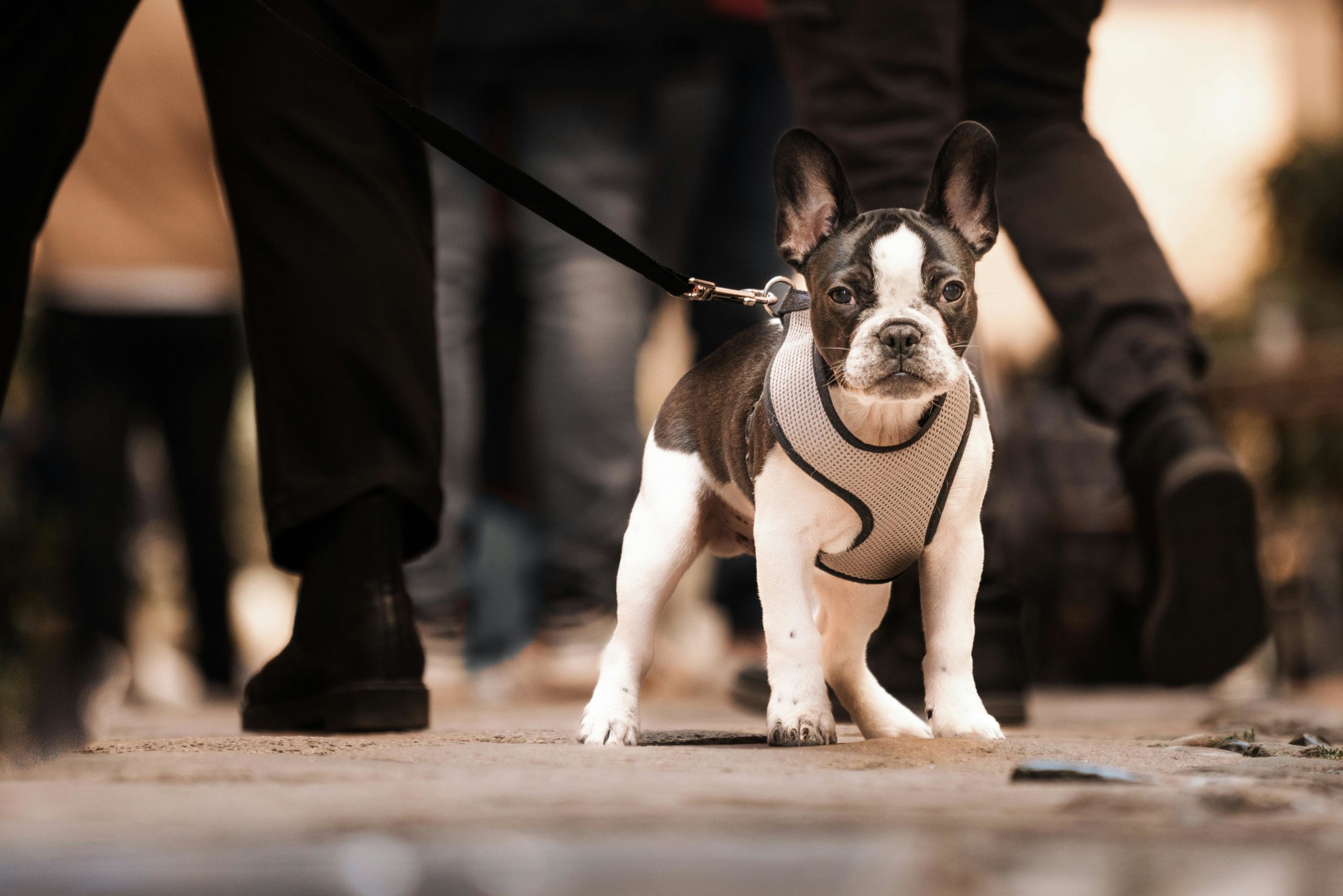 Preventing Pet Theft: How to Keep Your Pet Safe