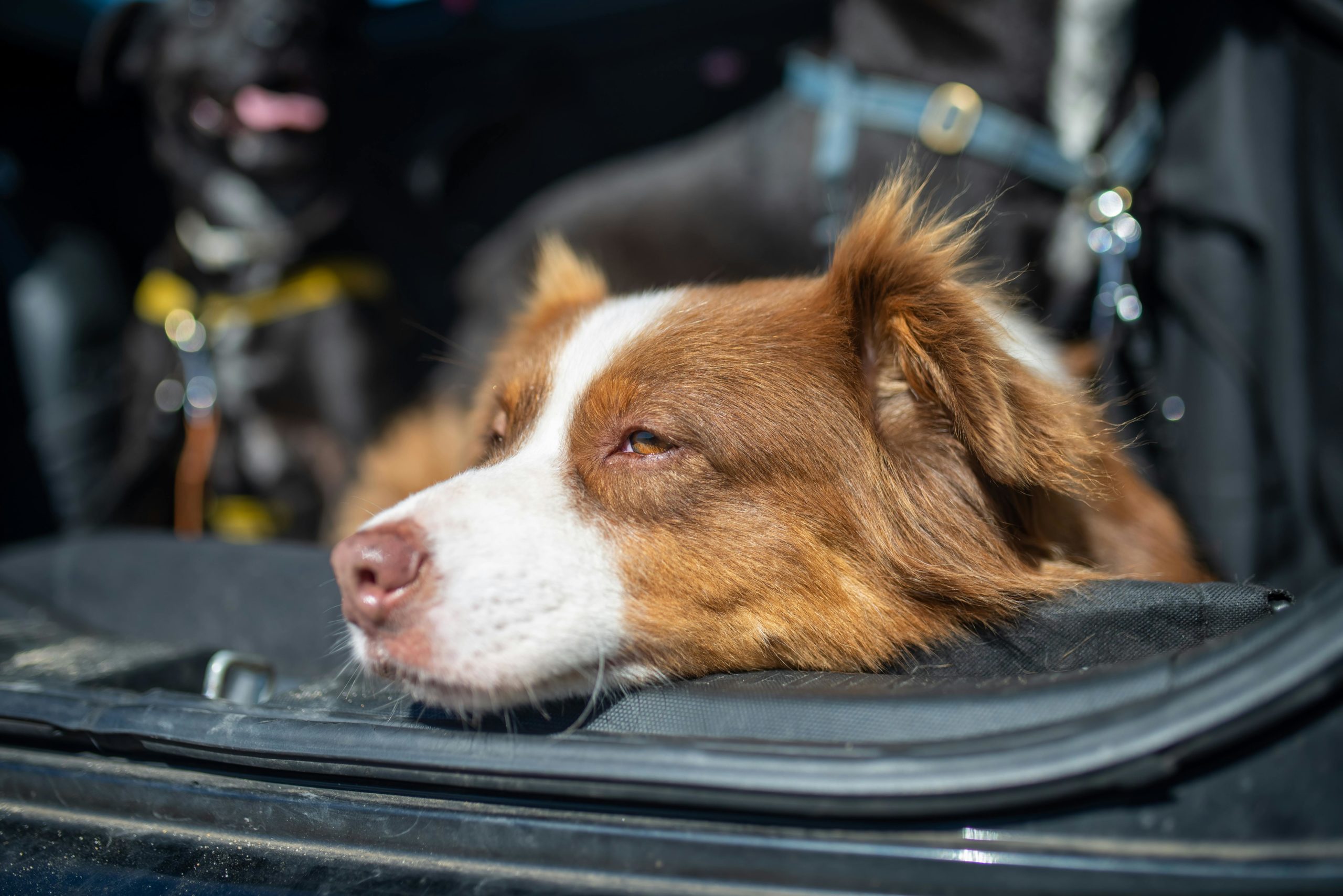At-Home and On-the-Go: How to Prepare an Emergency Kit for Your Pet
